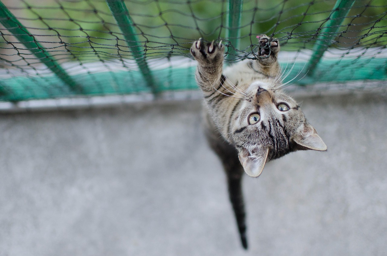 真假没猴王，揭秘攻略大放送——让你成为游戏中的火眼金睛！