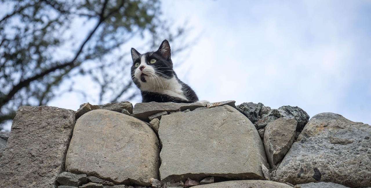 小猫迷路？别急，看这里！