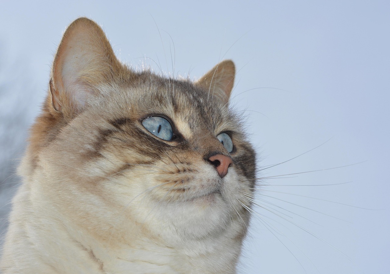 奶油猫攻略，轻松掌握游戏秘籍，成为战场上的猫科英雄