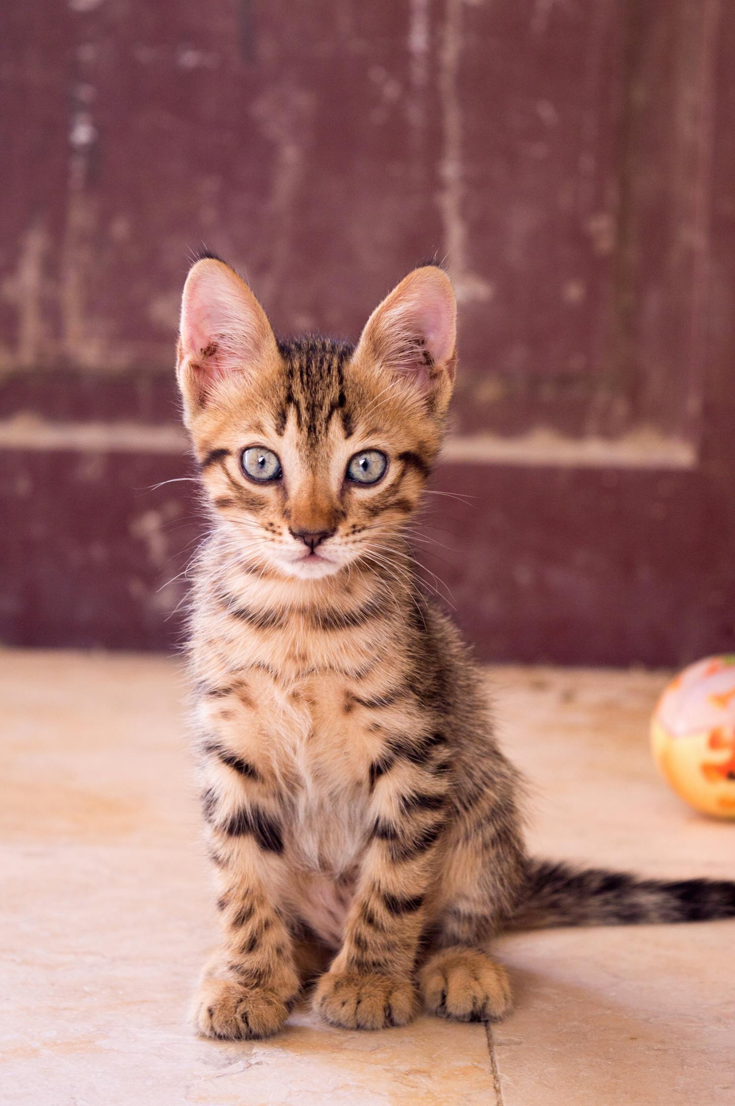 遇见你的猫第七章卡住了？别急，这里有妙招！