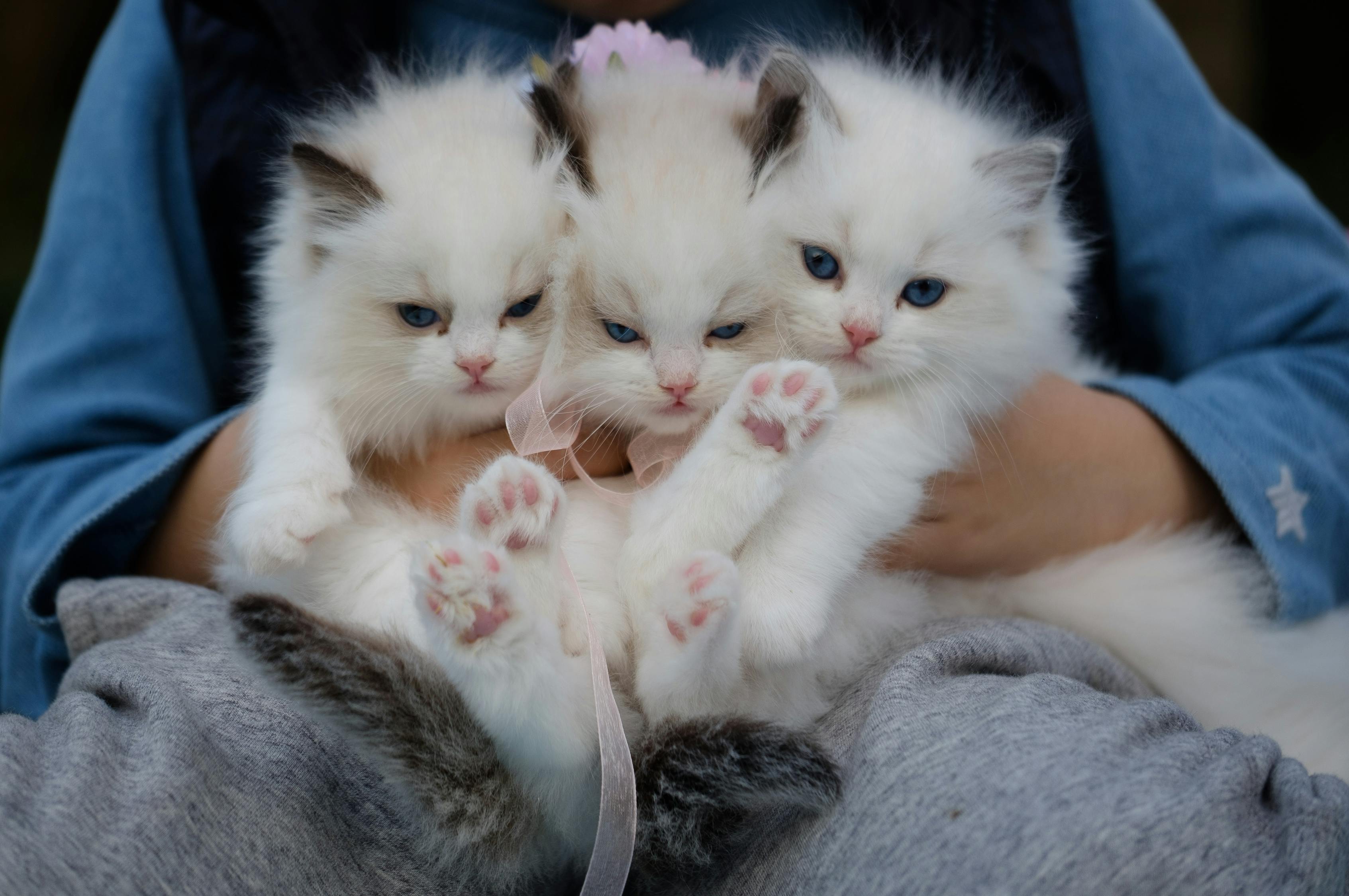 Catroom攻略，轻松掌握游戏秘籍，成为猫奴高手！